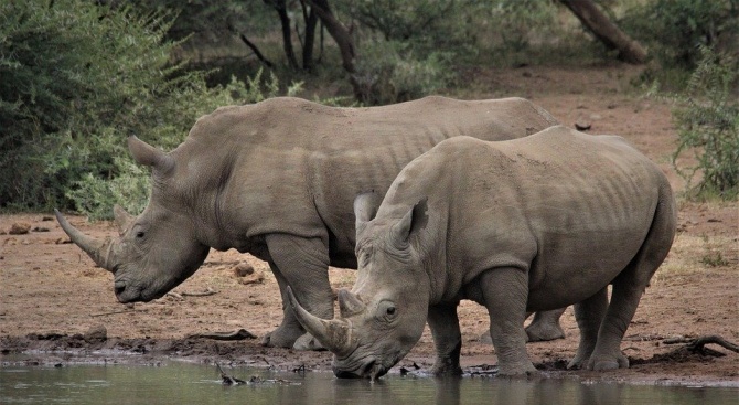 Създадоха фалшив рог от носорог в борба с бракониерството