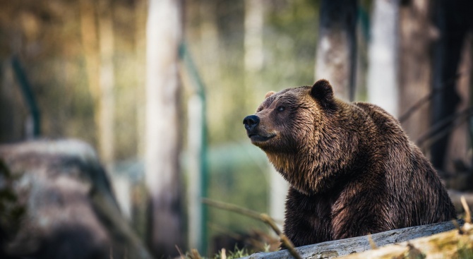 Провериха седем сигнала за нападения на мечки в Смолянско