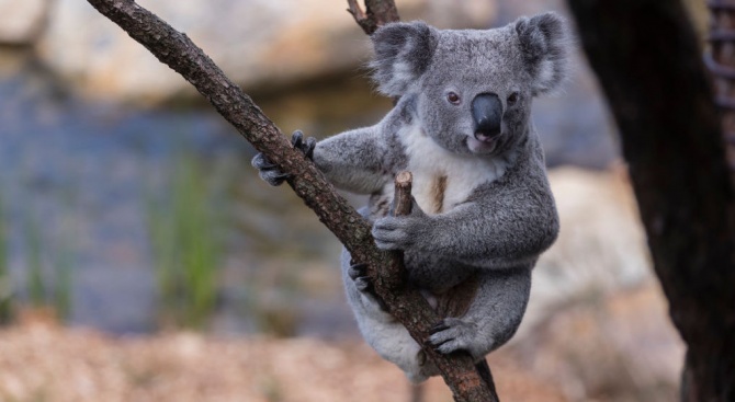 Семейство приюти 24 коали, оцелели от пожарите в Австралия 