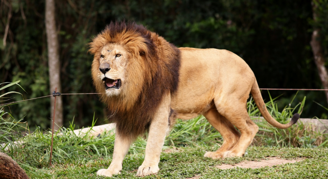 Прокуратурата в Разград разследва проявена жестокост към лъва Любо от зоокъта в града