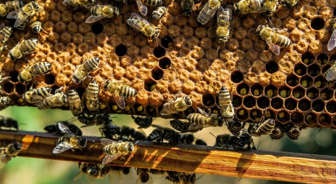 Пчелари в Смолян настояват за по-строг контрол на нерегистрираните пчелини