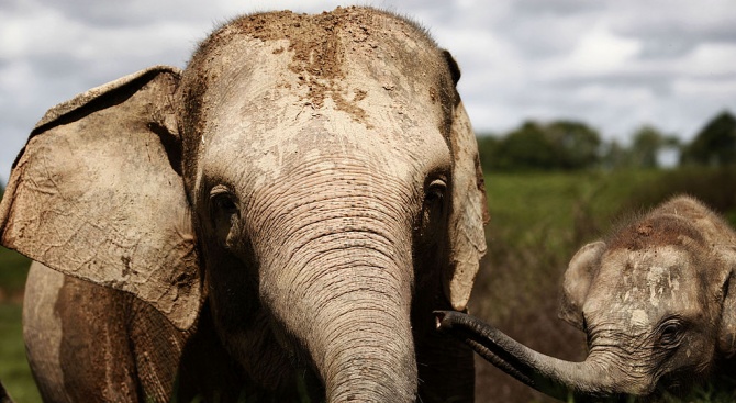 Рядък суматрански слон е открит мъртъв в Индонезия 