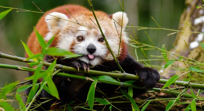 Червена панда е избягала от френска зоологическа градина