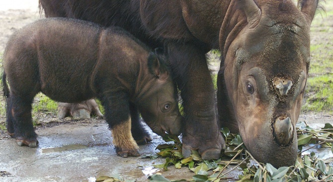 Умря последният суматрански носорог в Малайзия  