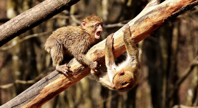 Със система за лицево разпознаване в Индия ще се борят с агресивните маймуни