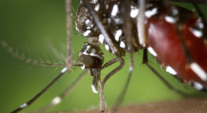 Тигровият комар е реална заплаха за Европа