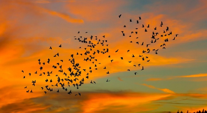 Влияят ли климатичните промени на птиците?