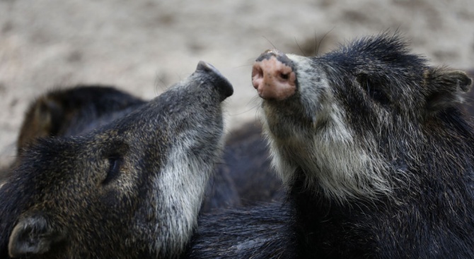 Диви прасета с африканска чума са открити край село Комарево