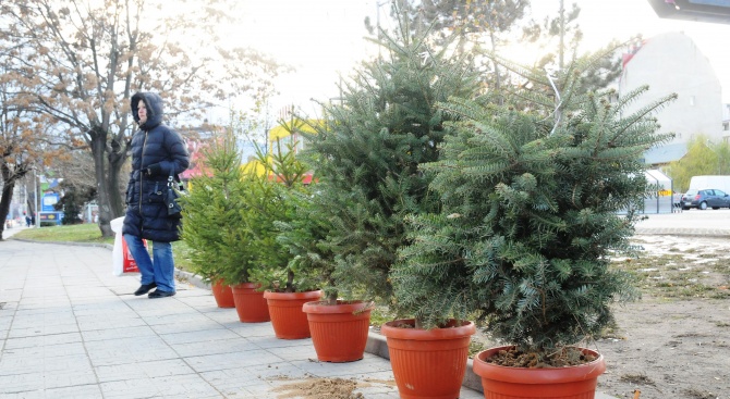 Държавно горско стопанство - Добрич предлага благотворително живи елхи за коледните и новогодишни празници