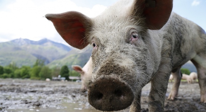 Нов случай на африканска чума по свинете е регистриран в община Добрич