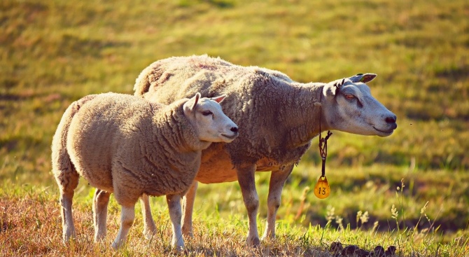 Условна присъда за фермер, укрил 6 овце от еврофонд