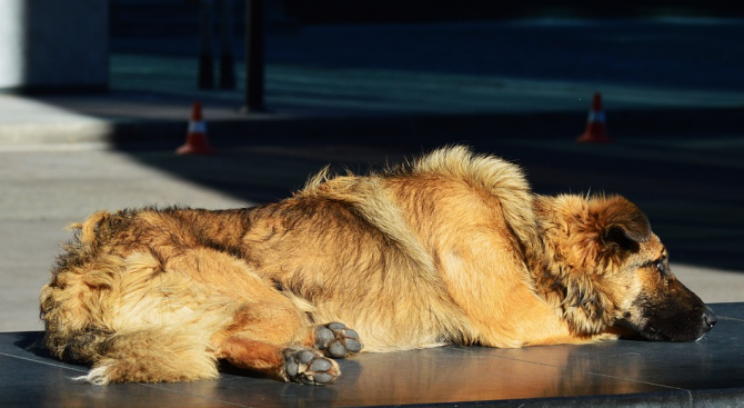 Бездомни кучета тормозят жителите на Исперих
