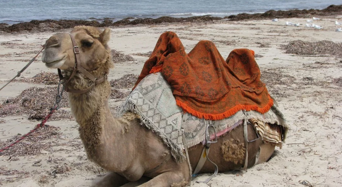 Снайперисти избиват 10 000 камили в Австралия