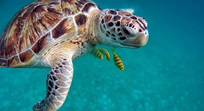 Паразит унищожи над 290 морски костенурки край Мексико