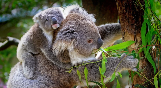 Бебе коала се роди в зоопарк в Маями за първи път от 28 години