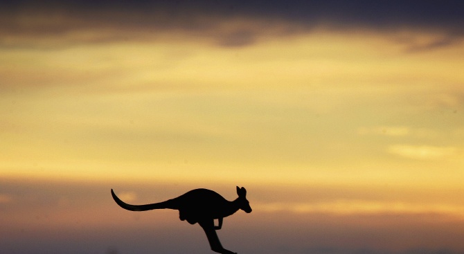 Моркови полетяха от хеликоптери, за да нахранят бедстващите животни в Австралия 