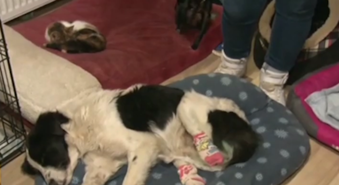 Доброволци спасиха куче с отрязани крайници