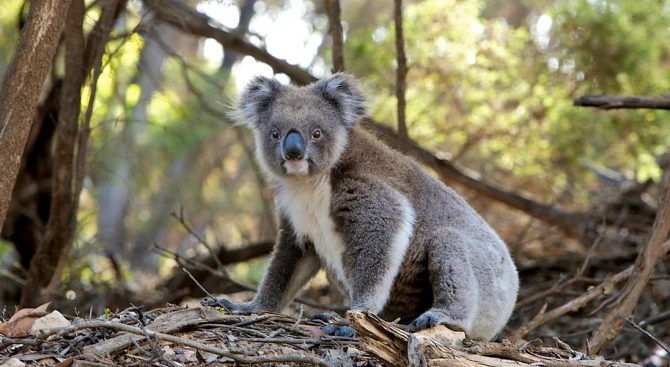 Новозеландци искат страната им да приеме коали от Австралия