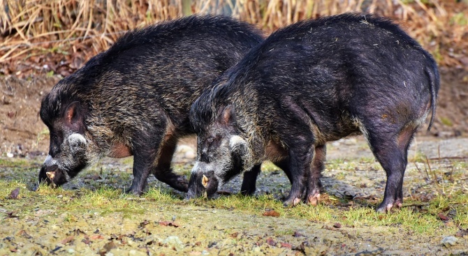 7 случая на африканска чума при диви свине в Ловешка област