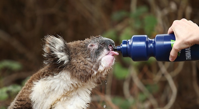 Прежадняла коала пие вода от пътя
