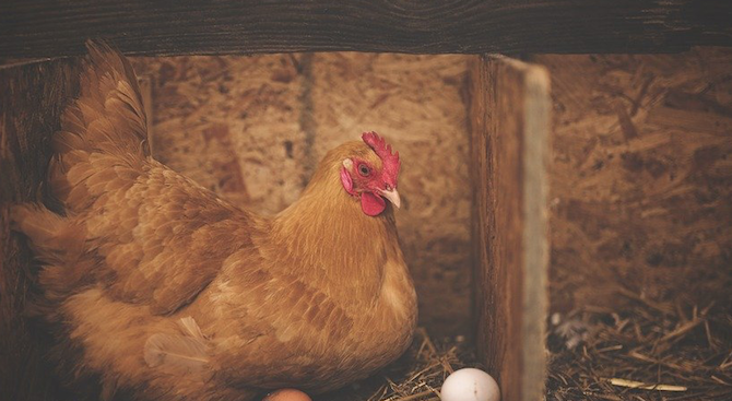 Мистерия в Бразилия: Кокошка снесе яйце с датата на Апокалипсиса 
