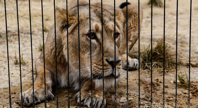 „Четири лапи“ спасява бедстващи лъвове в судански зоопарк 