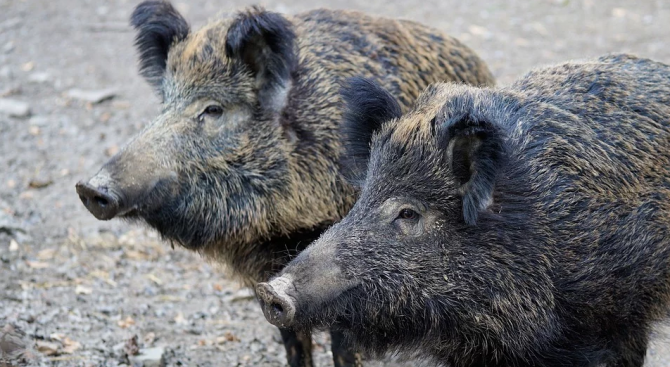 Нови случаи на африканска чума при диви свине са регистрирани в Шуменско 