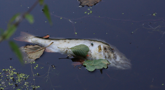 Стана ясно какво е отровило рибата в Марица