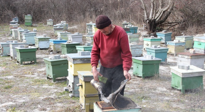 Пчелари от Балчик се оплакаха от ниската цена на меда