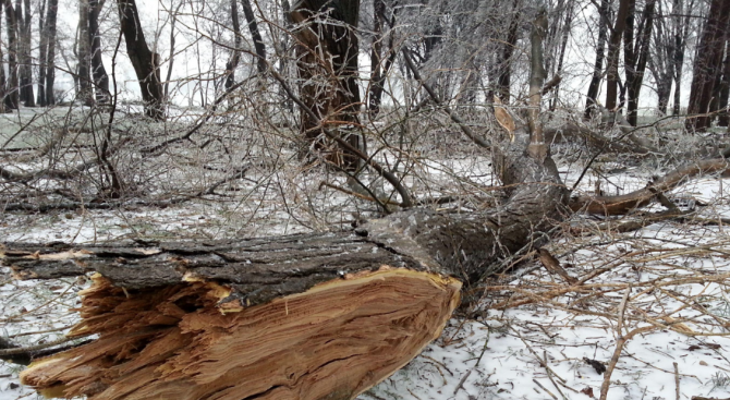 Силният вятър събори дървета край Монтана