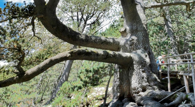 Бранят с ограда най-старото дърво от селфита