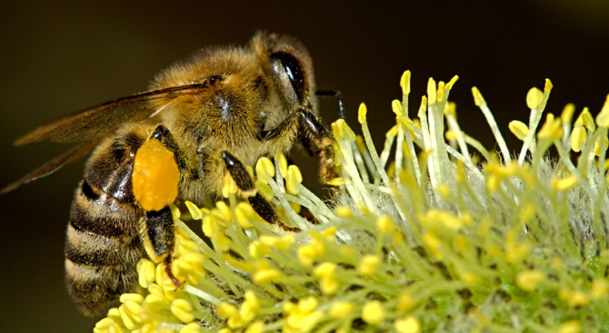 Учените са шокирани от резкия спад в популацията на земните пчели