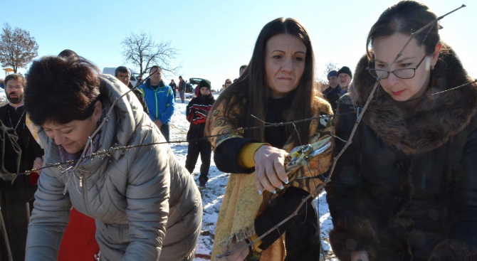 В Харманли зарязаха лозята в местността "Трифончето"