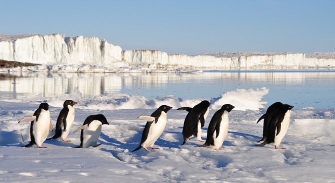 Броят на пингвините в някои части на Антарктида е намалял драстично
