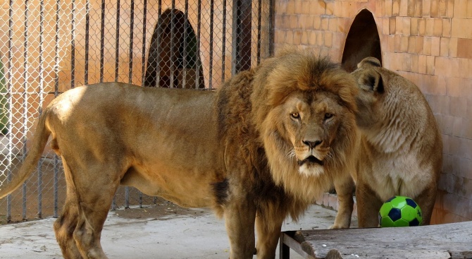 Софийският зоопарк вече предлага и виртуални разходки