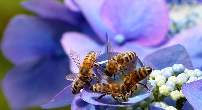 Учени: Съдбата на човечеството е свързана с тази на насекомите 