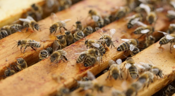 Земните пчели са способни да разпознават предмети чрез допир