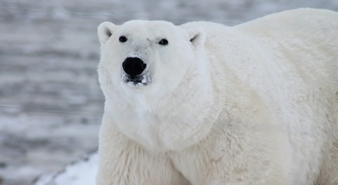 Белите мечки в руския север са започнали да се самоизяждат