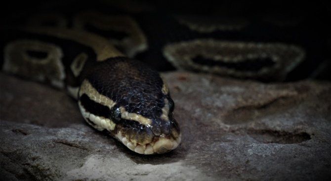 Семейство живее с повече от 150 змии в дома си без да подозира