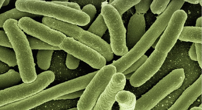 Бактерия Е. коли, отпечатана с биопринтер на МКС, стана резистентна на антибиотици
