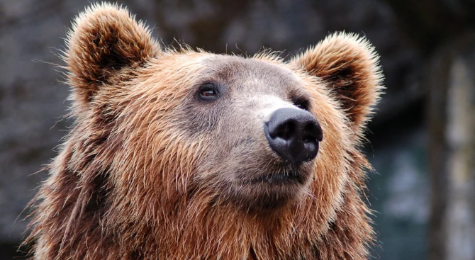 Почина най-старата българска мечка