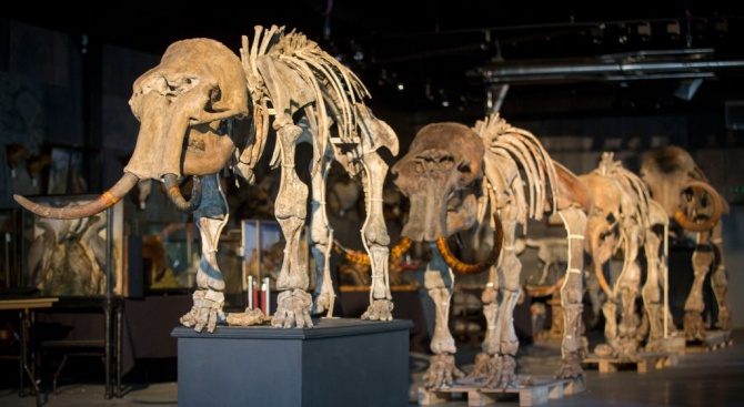 Хората са оцелявали в конструкции от кости на мамути преди 20 000 години