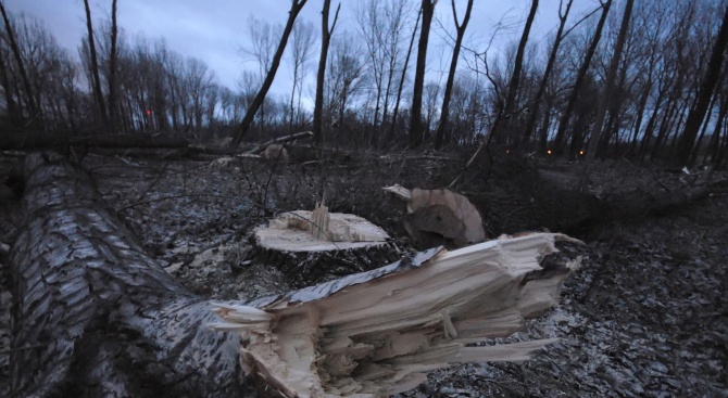 Разследват незаконна сеч на над 130 дървета в Дединци