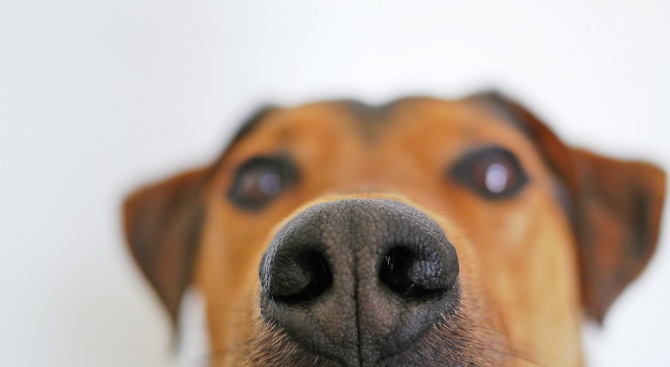 Обучени кучета може да откриват пациенти с коронавирус във Великобритания