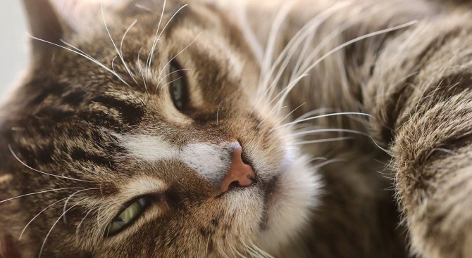 Домашна котка се зарази с COVID-19 от стопанина си 