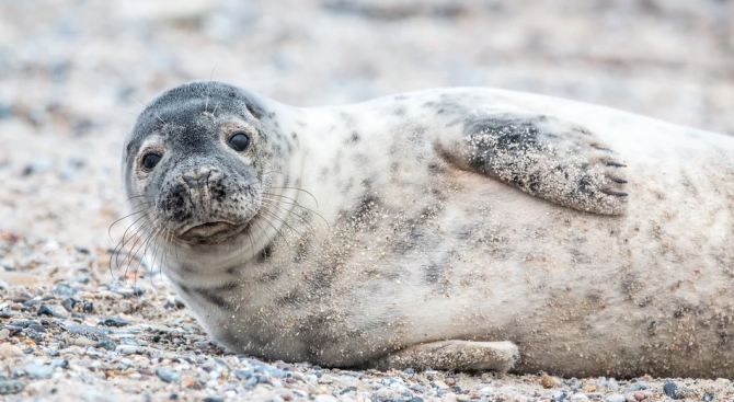 Липсата на лед застрашава тюлените в Балтийско море