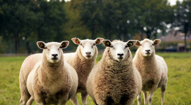 Стадо овце се въртят на въртележка, на детска площадка в Уелс