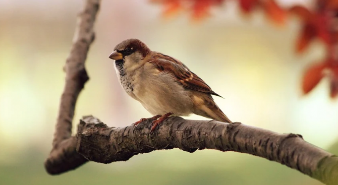  Приложение за преброяване на птици на БДЗП ще бъде ползвано в Албания 