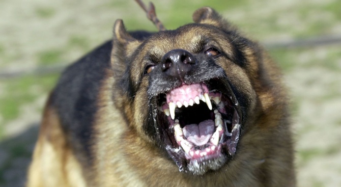 Трима души бяха нахапани от кучето на съседката си в Бургас 