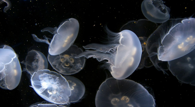 Медузи бяха забелязани в избистрената вода на венецианските канали